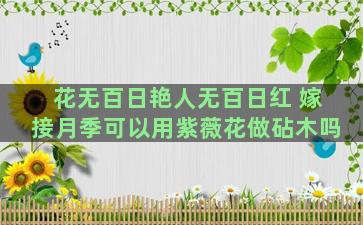 花无百日艳人无百日红 嫁接月季可以用紫薇花做砧木吗